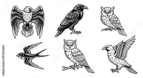 Collection of various bird species flying 1.