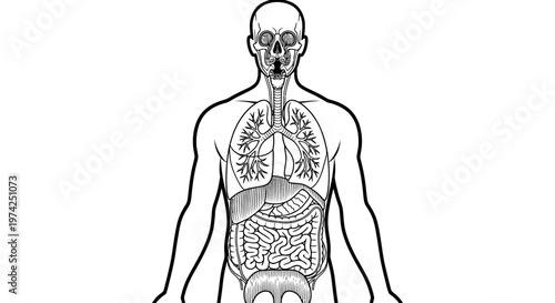 Human body internal organs anatomy illustration.
