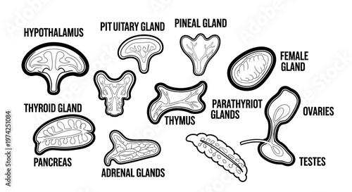 Human endocrine system gland illustrations 1.