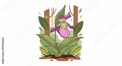 A striking pink and purple lady slipper orchid blooms amidst lush green leaves and background tree trunks