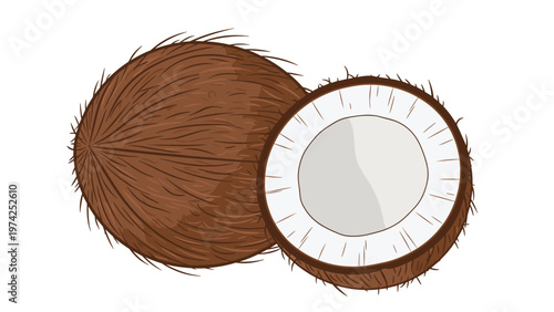 Realistic illustration of a whole hairy brown coconut next to a half coconut showing the white fleshy interior meat.