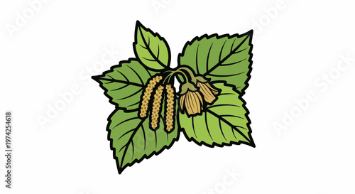 Green leaves with dangling brown catkins and flower buds