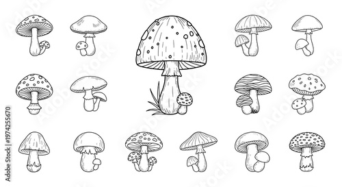 Collection of Hand-Drawn Black and White Outline Mushroom Illustrations
