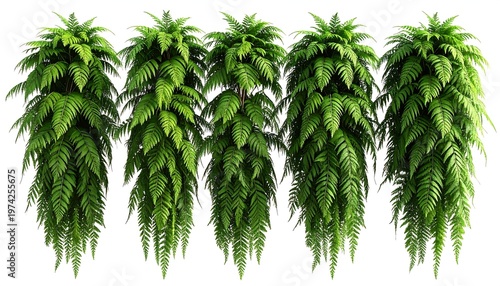 Five identical vibrant green hanging plants, isolated on a white background, showcasing detailed fern-like foliage