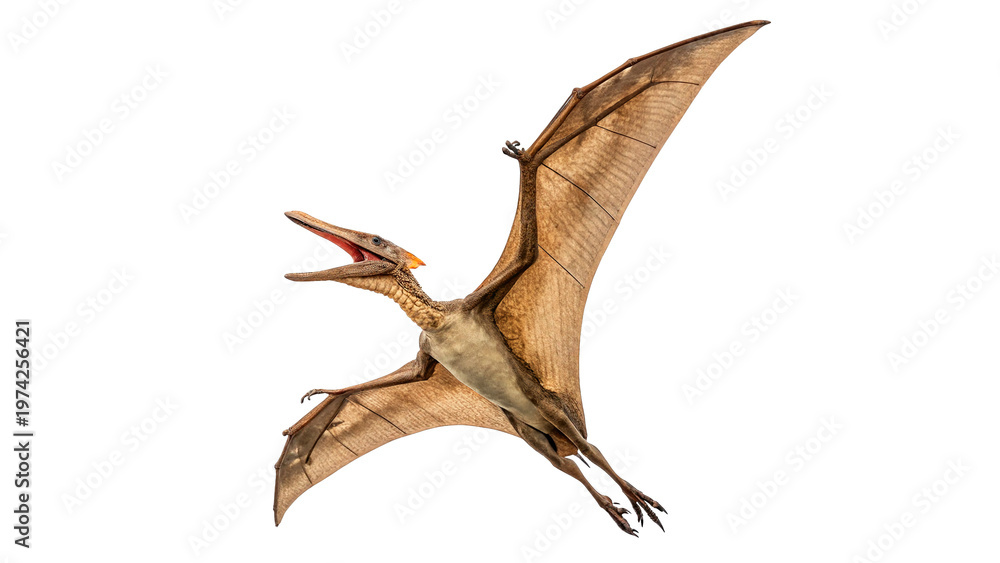 Fototapeta premium Pterosaur flies through the air with wings spread wide isolated on transparent background
