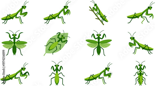 Praying Mantis Cartoon Set with Various Poses Green Insect Collection