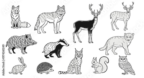 Collection of various wild animals standing.