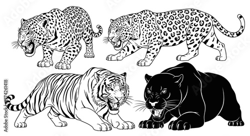 Black and white big cats together.