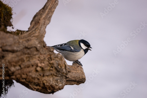 Cuadro en lienzo A Asian Japanese tit in the wild in eastern Hokkaido during the winter in Japan