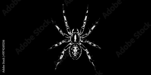 A striking spider viewed from above a dark silhouette