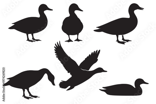 Duck silhouette vector set, wild mallard and waterfowl bird silhouettes, collection of 6 black duck icons for hunting and nature design