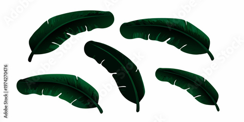A collection of vibrant green banana leaves arranged on a white background
