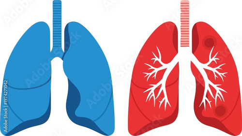 Human lungs illustration isolated on transparent background anatomical study