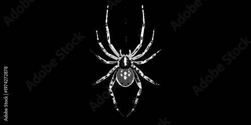 Detailed orb weaver spider hangs from web against dark background silhouette