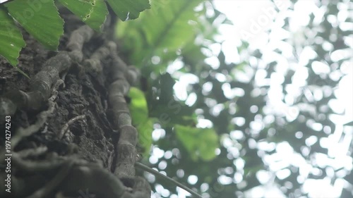 Low angle view of ancient tree bark with vines in the canopy of a lush tropical forest, 4K.