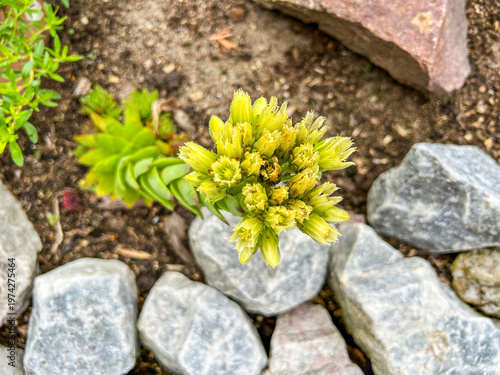 Hen and Chicks Blooming