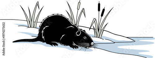 A black rodent with prominent whiskers and tail sits by a blue stream among reeds