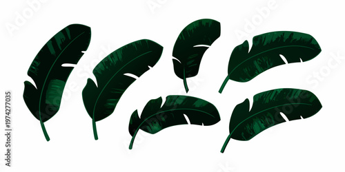 A collection of vibrant dark green banana leaves on a white background