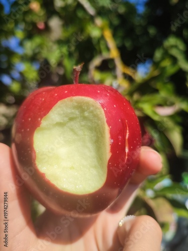 Fotografía Très bon pomme de jardin frêch est bio