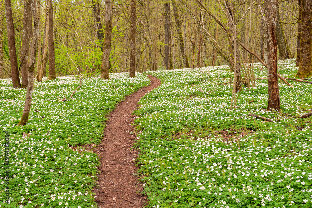 Fototapeta premium Nature path in a budding spring forest with flowering Wood anemones