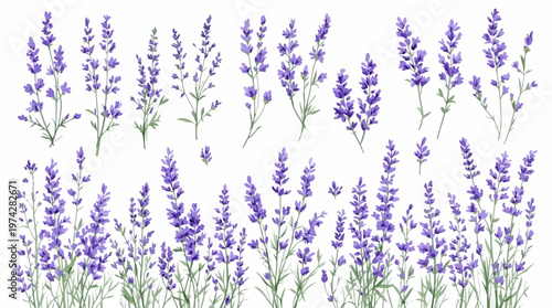 lavender flowers on white background