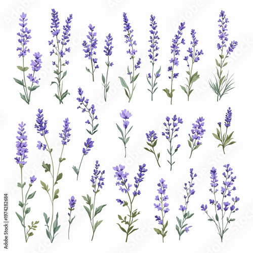 set of lavender flowers