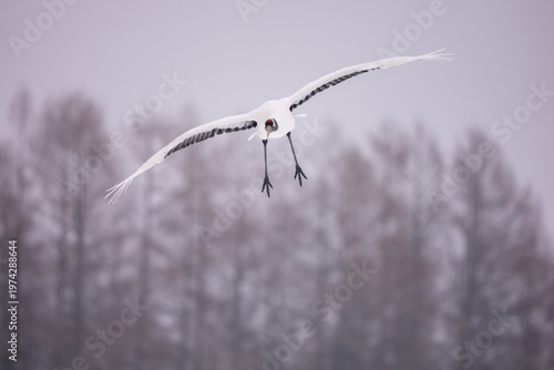 Photos The Red-crowned cranes in the wild in eastern Hokkaido during the winter in Japan
