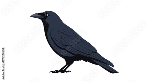 Detailed illustration of a majestic black raven standing in a side profile view against a clean white background.