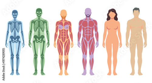 Detailed medical illustration of human body systems, showcasing skeletal, muscular, and skin layers in various stages.