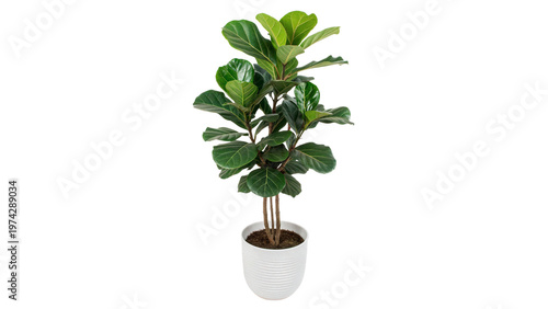 Fotografie ficus lyrata in a white pot isolated on transparent background cut out