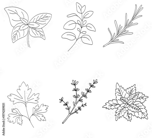  Culinary herbs line art set: basil, oregano, rosemary, parsley, thyme, and mint. Hand drawn botanical illustrations.