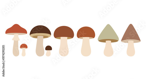 Mushroom Collection. Various Fungi Types. Flat Design. Vector Illustration. White Background.