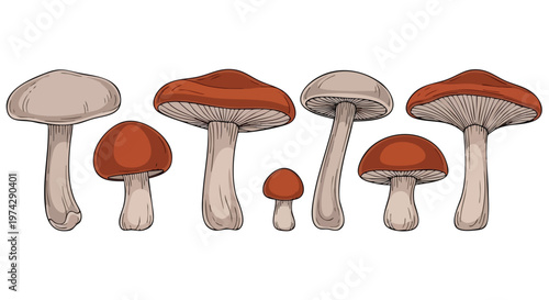 Mushroom Collection. Assorted Fungi Variety. Hand-drawn Illustration. Natural Elements. Vector Art.