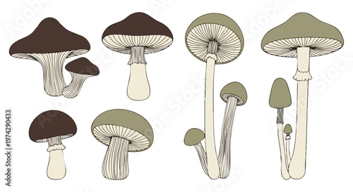 Mushroom Variety Illustration. Botanical Drawing. Vintage Style. Organic Texture. Graphic Resource.