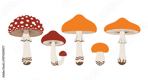 Mushroom Variety Collection. Fungi Illustration. Flat Design. Colorful. Isolated.