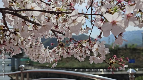 A video of a place where cherry blossoms are in bloom, symbolizing spring