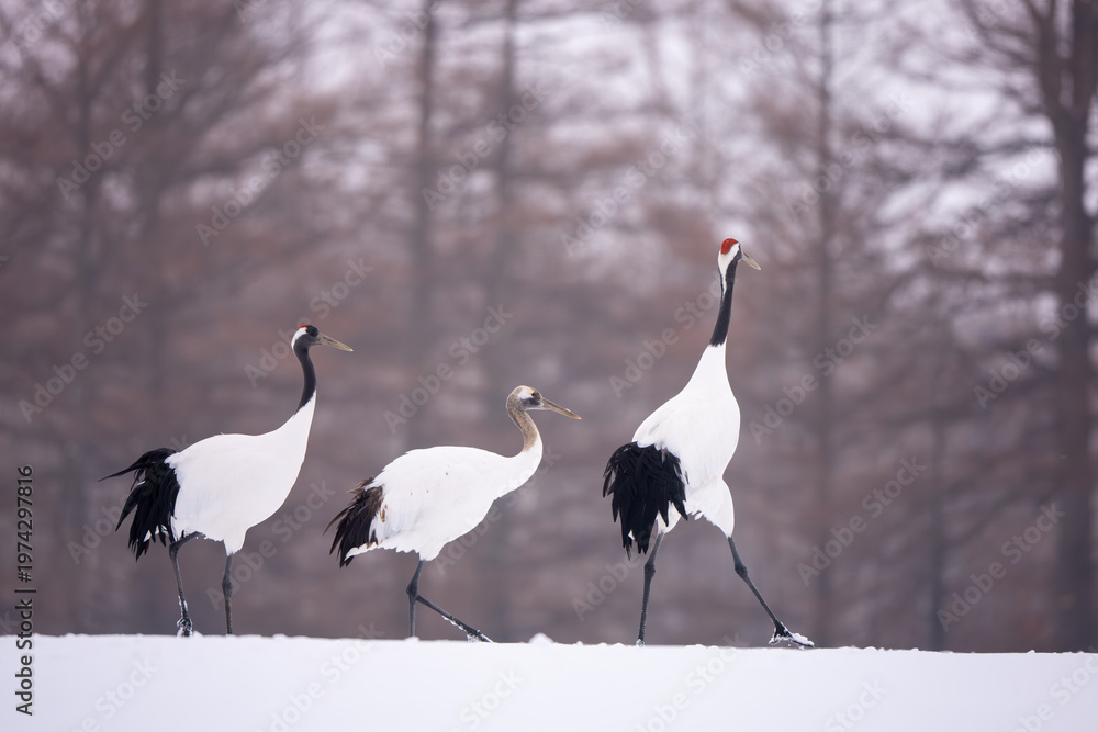 Obraz premium The Red-crowned cranes in the wild in eastern Hokkaido during the winter in Japan.