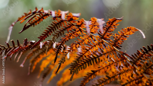Macro de feuilles de fougère mortes, en automne