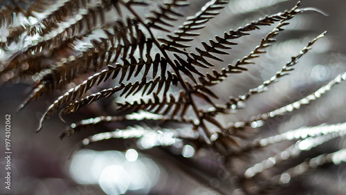 Macro de feuilles de fougère mortes, en automne