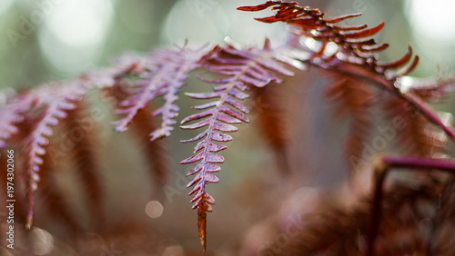 Macro de feuilles de fougère mortes, en automne