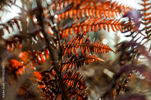 Macro de feuilles de fougère mortes, en automne
