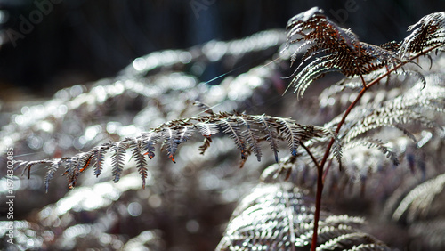 Macro de feuilles de fougère mortes, en automne