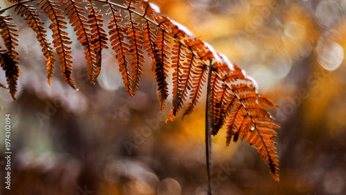 Macro de feuilles de fougère mortes, en automne