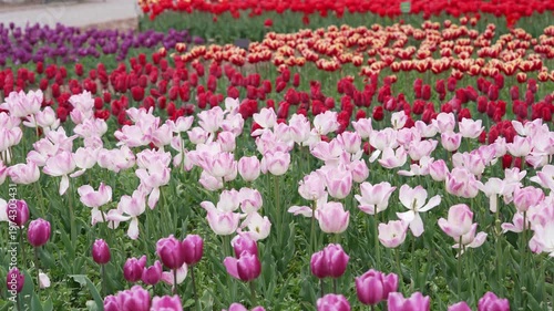 Colourful tulip fields in the Netherlands