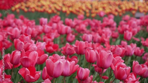 Tulip Fields at Sunset. Beautiful background