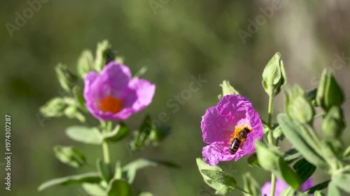 A bee pollinating a flower.
