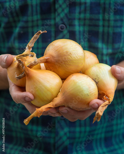 A man farmer is holding a harvest of onions. Selective focus.