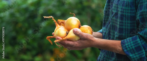 A man farmer is holding a harvest of onions. Selective focus.