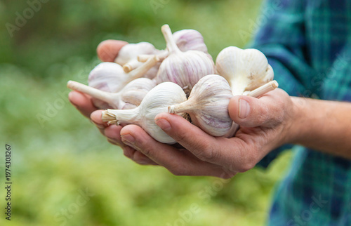 A man farmer holds a harvest of garlic in his hands. Selective focus.