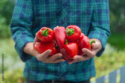 A man farmer holds a crop of peppers in his hands. Selective focus.